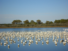 Snow geese Assateague