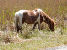 Chincoteague pony.