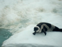 Ribbon seal.