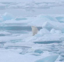 Polar Bear (Ursus maritimus)