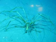 Sea spider