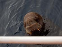 Walrus - juvenile