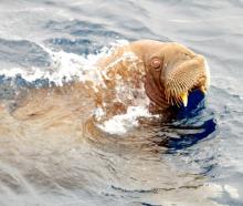 Walrus - juvenile