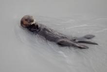 Sea Otter