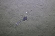 Sclerocrangon - benthic shrimp