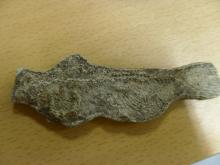 Fish fossil found in Kangerlussuaq