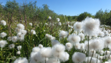 Cotton Grass