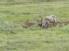 Caribou grazing