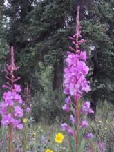 Alaskan Fireweed in bloom