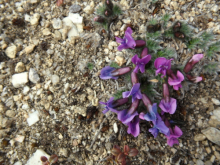 Tundra wildflower along Finger Mountain Wayside nature trail