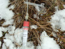 microlysimeter sampling tubes installed inside the OTC, taking soil water sample