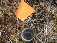 insect collection cup on Snowmelt Plots