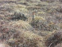 Lapland Longspur'schestnut colored back of head