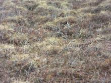 Lapland Longspur at Imnaviat Field site