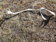 Caribou antler on the tundra near Jade Mountain