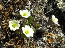 Tundra wildflowers blooming along the trail up Jade Mountain