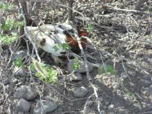 Ptarmigan sitting beside airstrip road at TFS