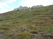 Climbing  the valley slope above Atigun River