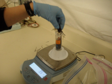 weighing sample of tussock soil for analysis, Weintraub Lab 6, Toolik Field Stat