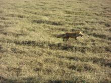 Red Fox in meadow near Galbraith Lake