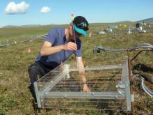 Alex Krichels, REU, surveying plants within the plot with a point frame