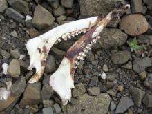 jawbones lying on the tundra near an old gravel quarry off of the Haul Road