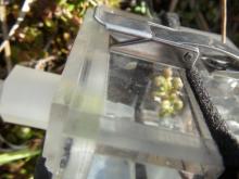 Vaccinium species in the cuvette for respiration measurement