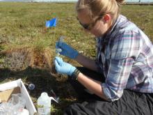 Mallory Ladd working on a field procedure to analyze nutrient exchange in roots