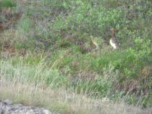 mated pair of ptarmigan alongside road on old airstrip at Toolik Field Station