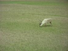 Caribou grazing at Prudhoe Bay oilfields