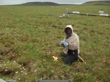 gathering leaf samples for nitrogen testing