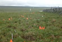 Flags at Tussock Snowfence site