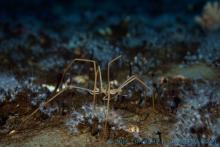 sea spider