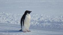 adelie penguin