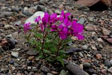 Niviarsiaq - Greenland's national flower