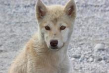 Greenland husky pup