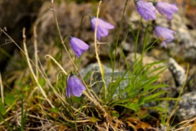 Arctic harebells