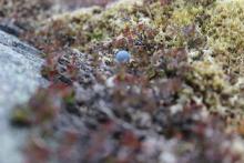 Greenland blueberries