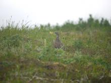 An Arctic Ptarmigan