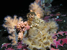 Soft coral and the sea star odantaster validus 