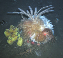 Undersea life in Antarctica