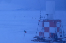 seal on the runway