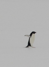 penguin