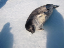 seal up close to me