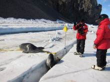 seal stuck in a crack