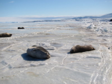 Seals in Antarctica