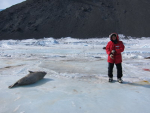 Bob and a seal