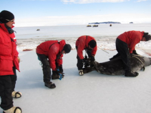 tagging the seal