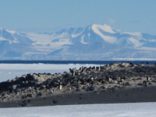 Penguin rookery