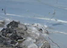 Penguins hopping over cracks.  